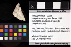 Foto (Objket + Etiketten) von Longodromites angustus (Reuss 1858) 